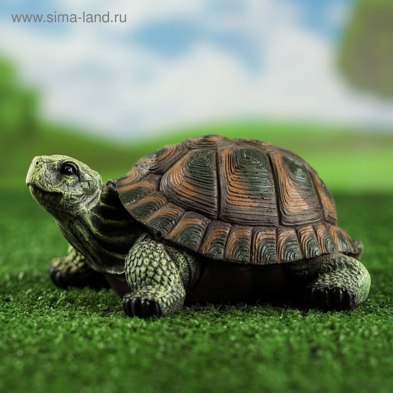 Черепаха сбоку