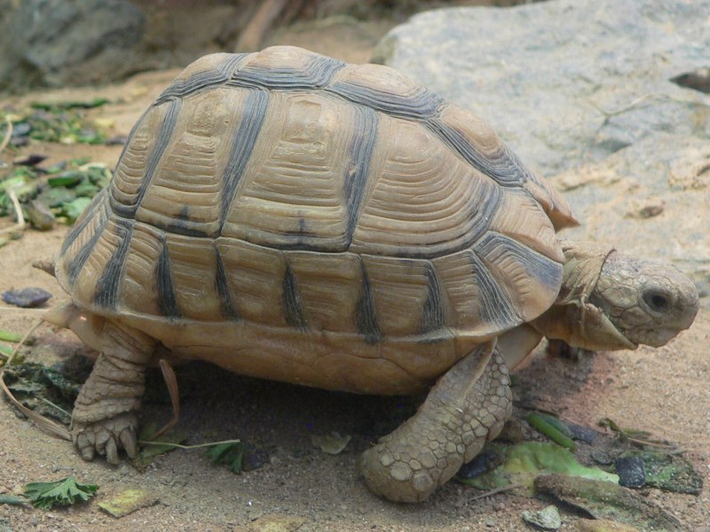 Testudo kleinmanni