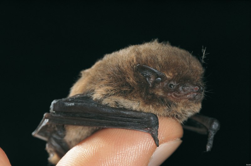 Eptesicus nilssoni