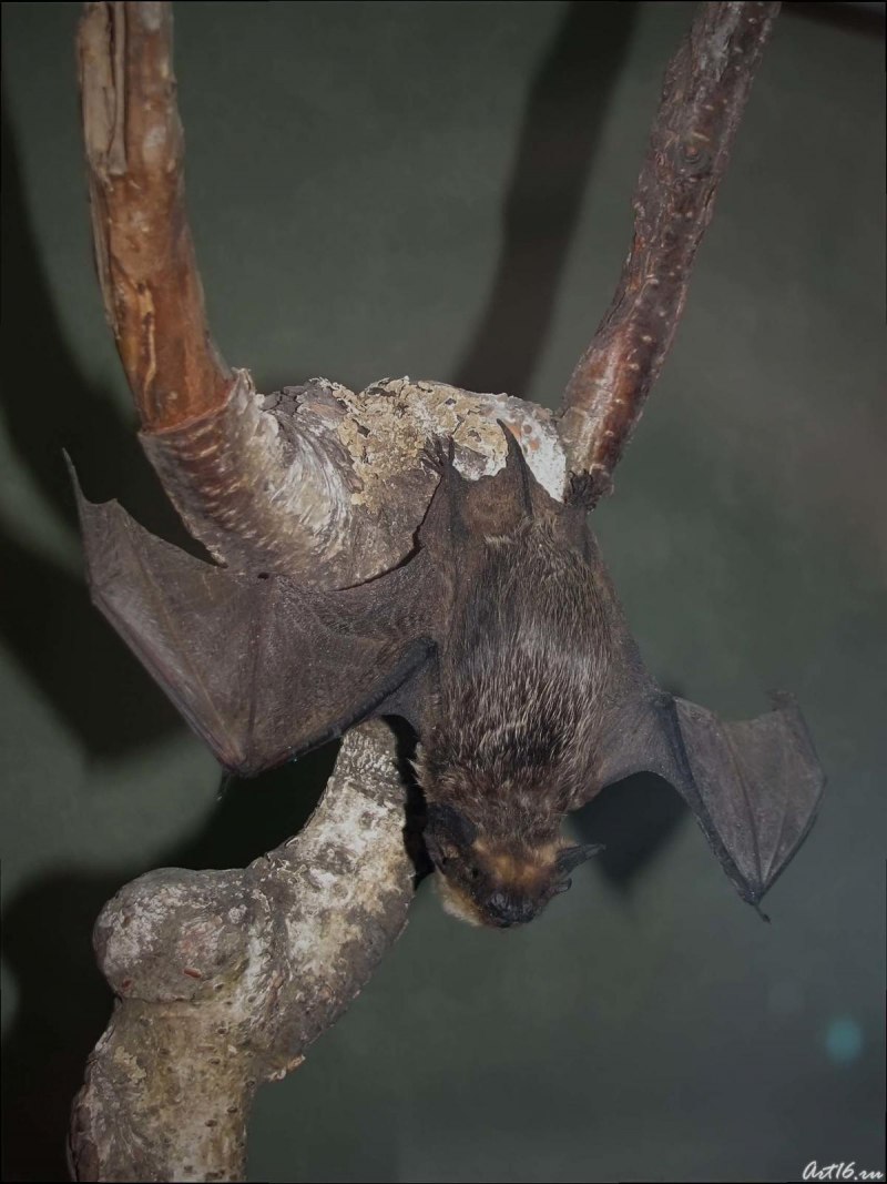 Двухцветный кожан (Vespertilio murinus (Linnaeus, 1758))