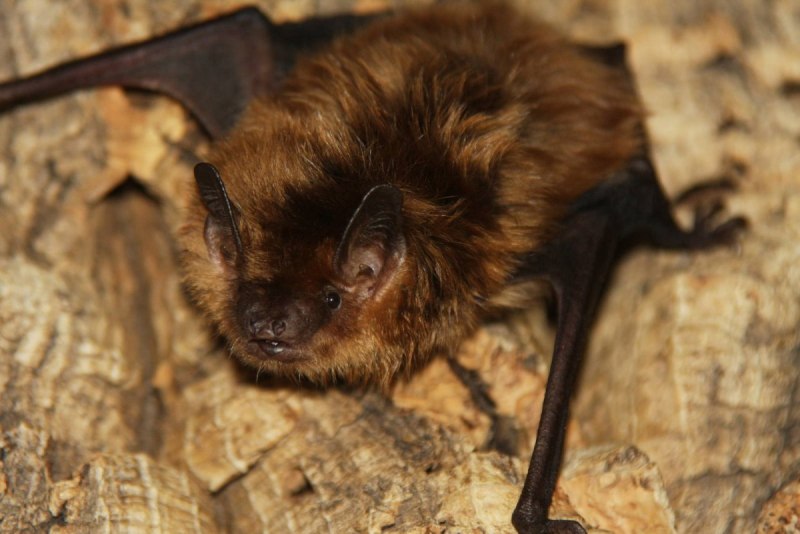 Eptesicus fuscus