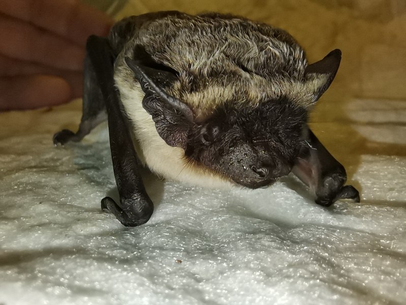 Кожан двухцветный (Vespertilio murinus)