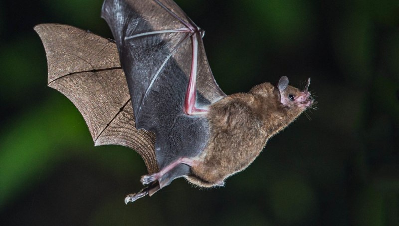Усатая ночница Myotis mystacinus