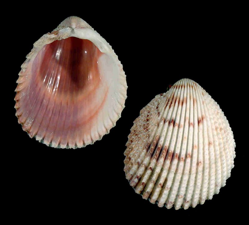 Морская Ракушка Clam Marine
