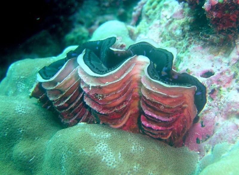 Chlamys islandica