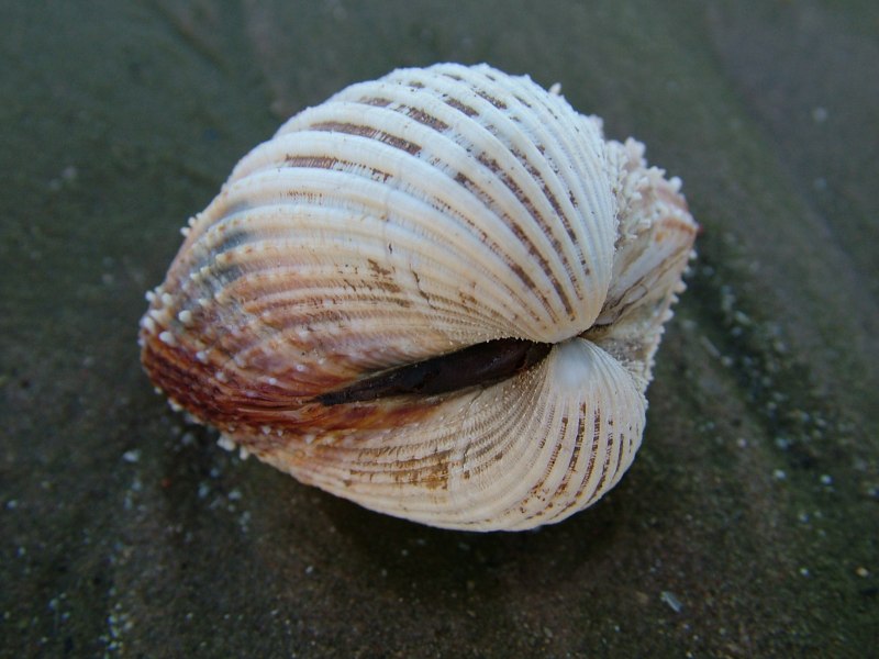 Беззубки (Anodonta)