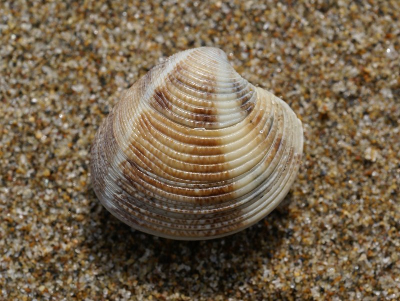 Морские двустворчатые моллюски