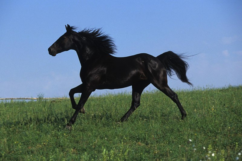 Темный конь (66 фото)