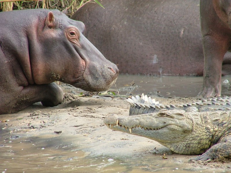 Крокодил и бегемот (71 фото)