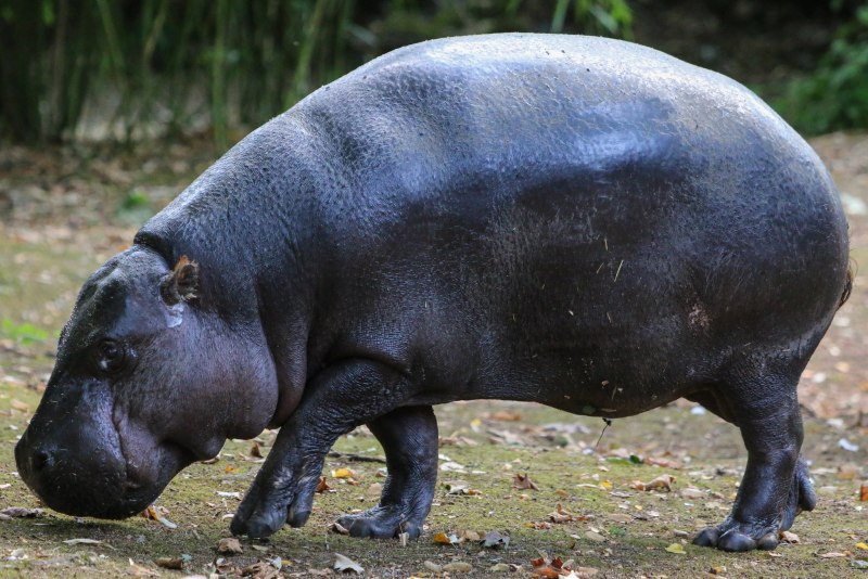 Hexaprotodon liberiensis