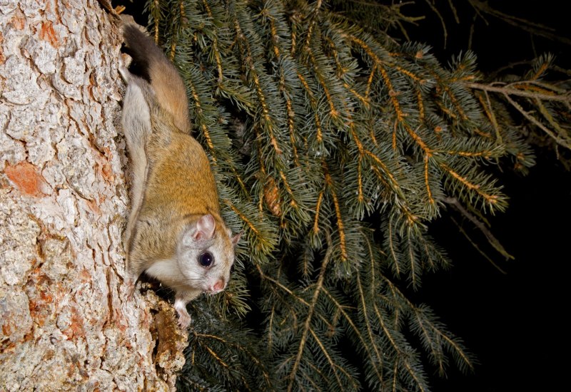 Летяга обыкновенная Pteromys volans