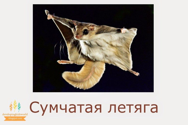 Полетуха летяга летучая белка