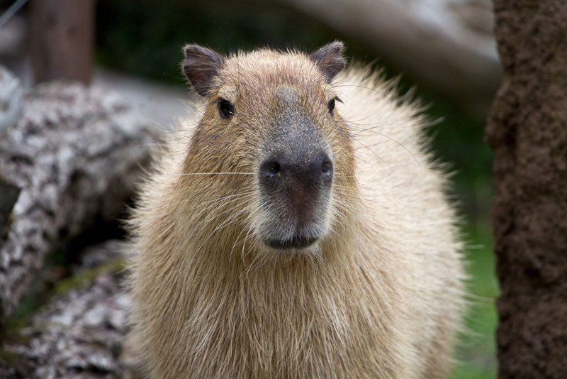 Baby Capybaras