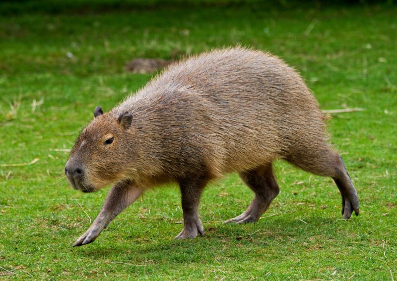 Hydrochoerus isthmius