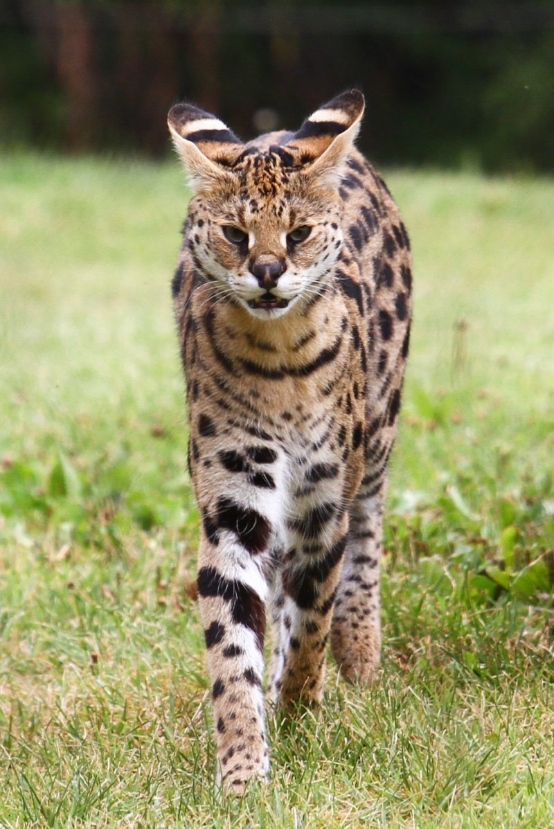 Коты породы каракал