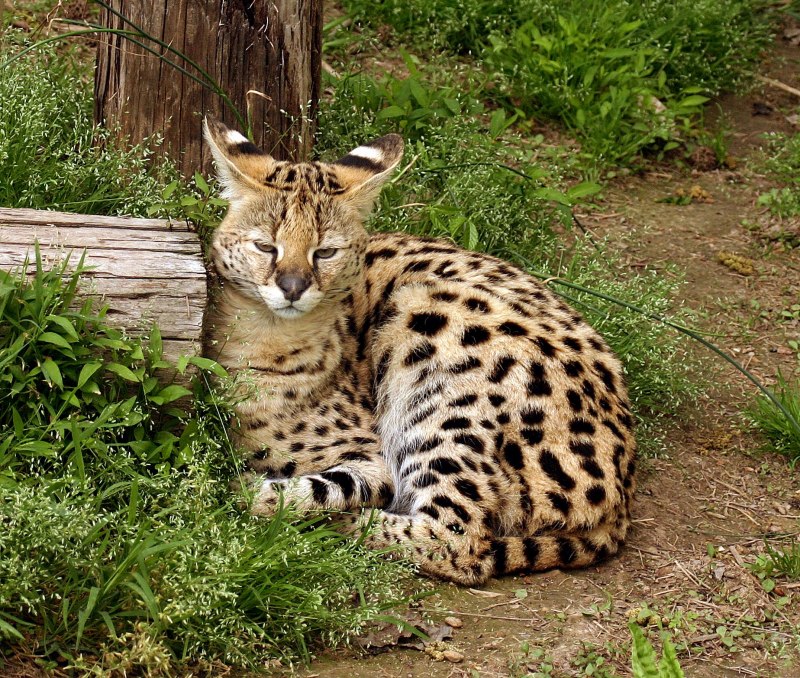 Сервал (Leptailurus Serval),