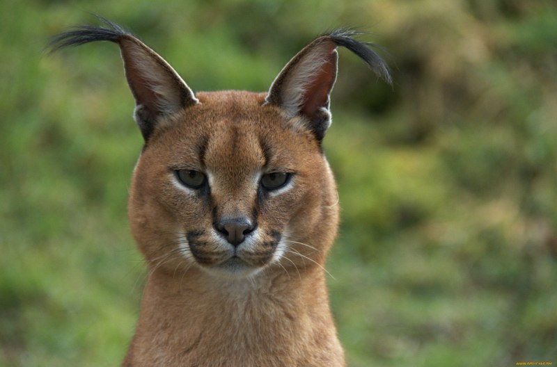 Бенгальский кот каракал