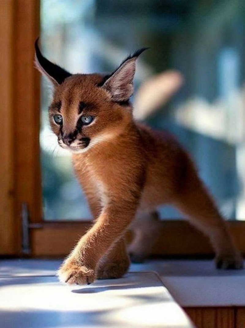 Сервал (Leptailurus Serval),