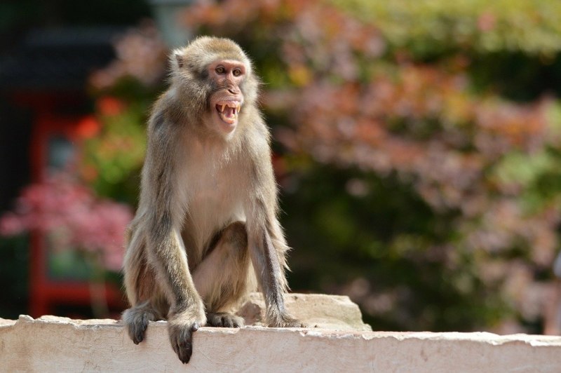 Barbary macaques Gibraltar