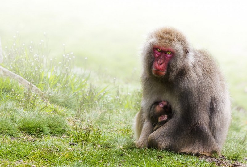 Rhesus Monkey