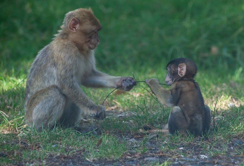Macaca Sylvanus