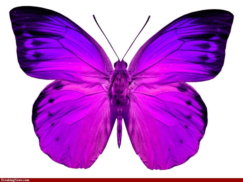 Фиолетовая бабочка (56 фото)