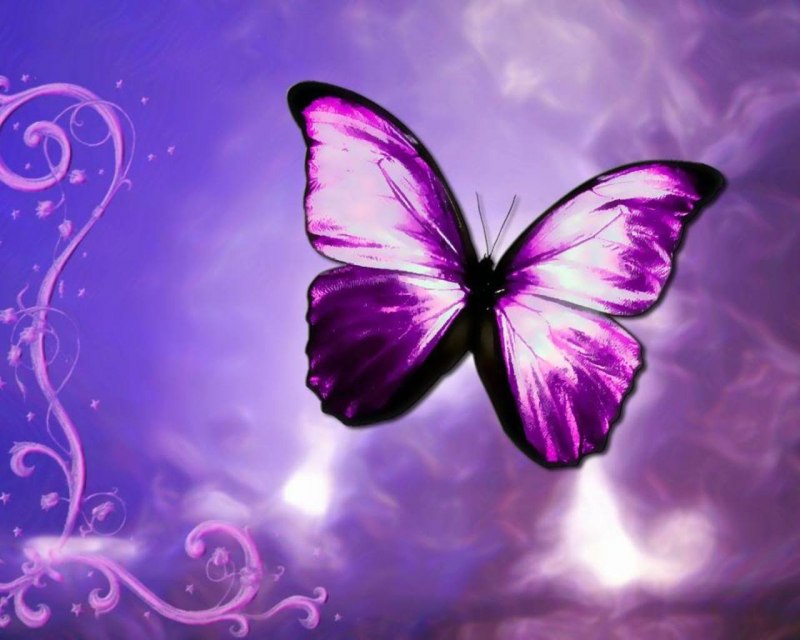 Morpho godarti