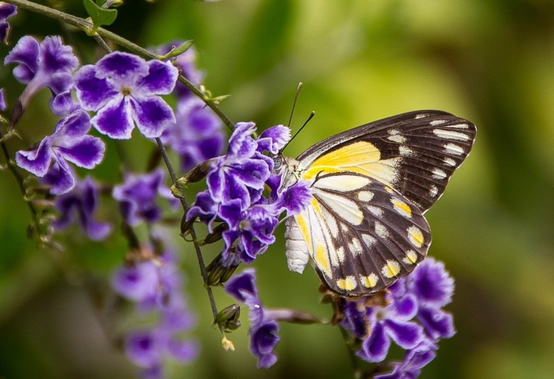 Morpho rhodopteron