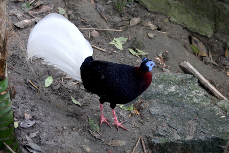 Lophura bulweri