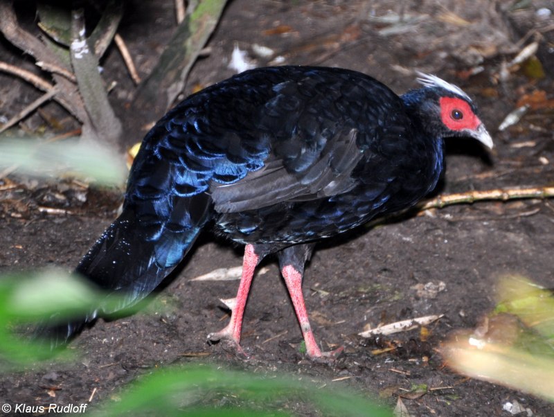 Lophura hatinhensis