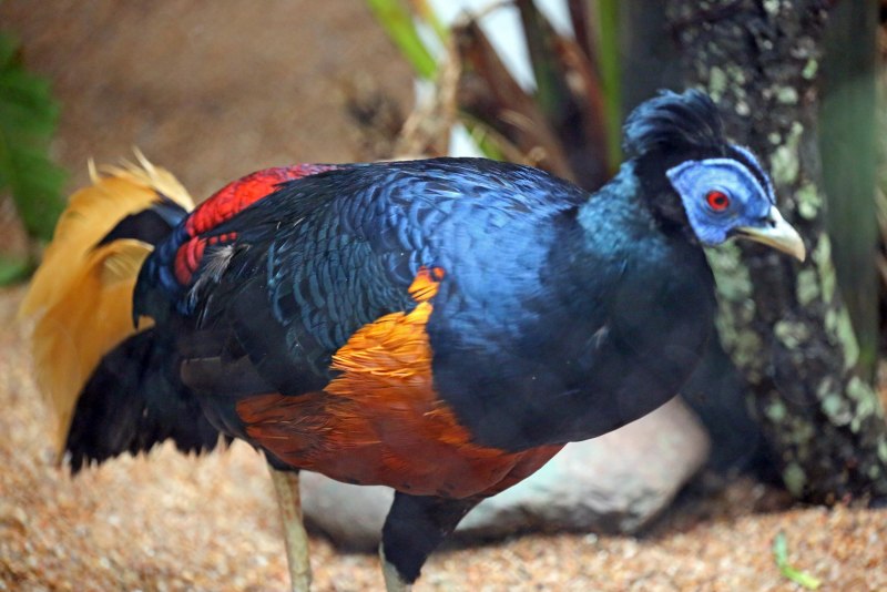 Lophura ignita