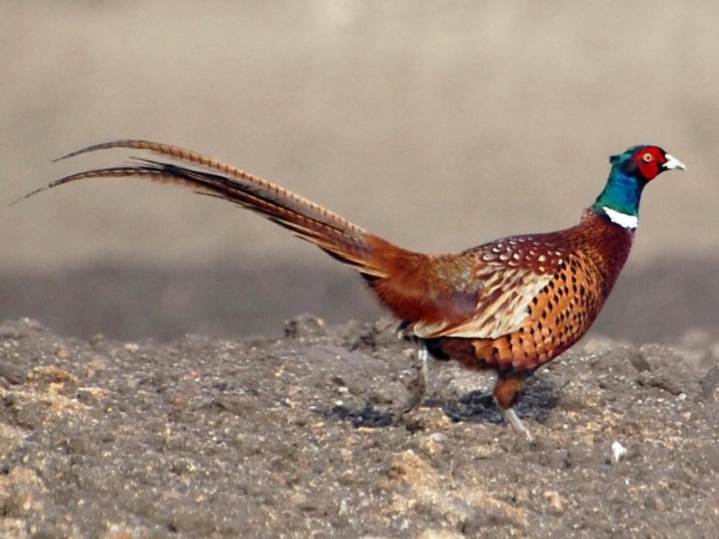Предкавказский фазан (Phasianus colchicus septentrionalis)