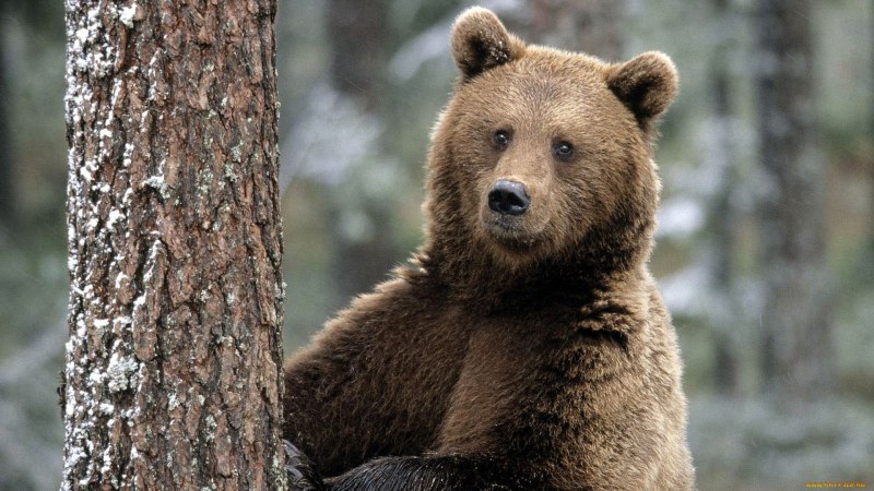 Бурый медведь Амурская область