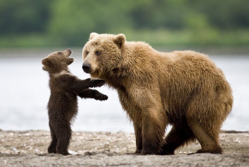 Бурый медведь (лат. Ursus arctos)