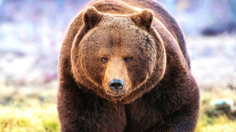 Ursus arctos Piscator