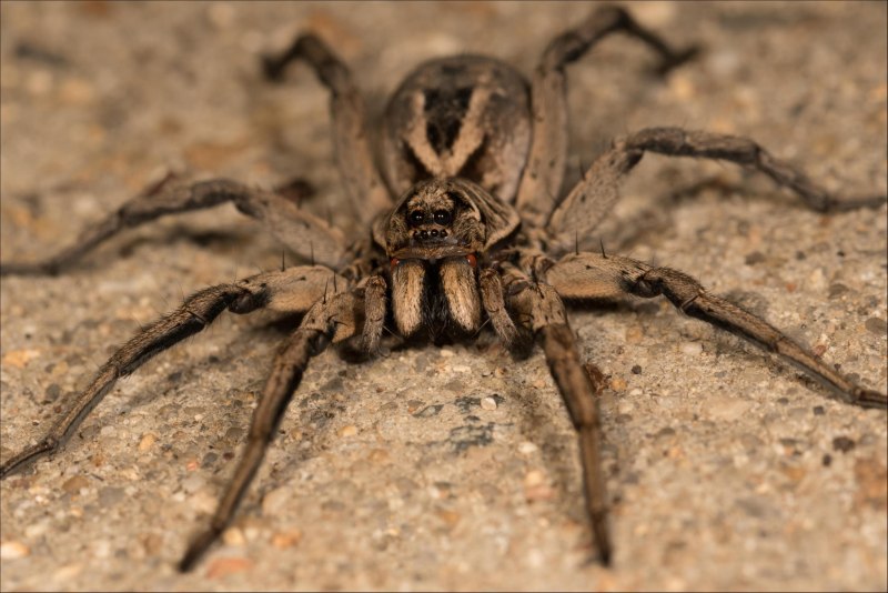 Апулийский тарантул (67 фото)