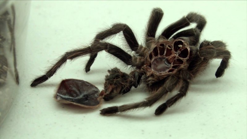 Lycosa aragogi