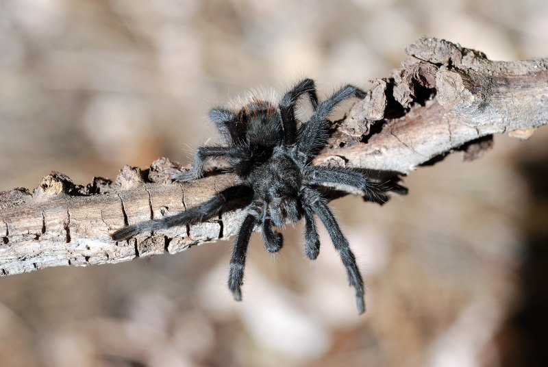 Dolomedes fimbriatus паук
