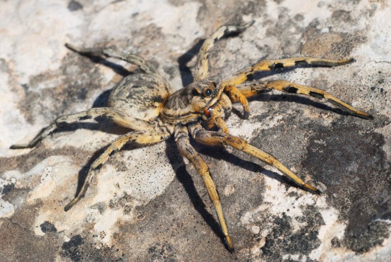 Lycosa hispanica