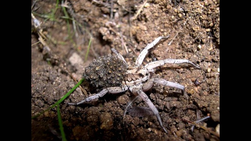 Тарантул Lycosa Narbonensis