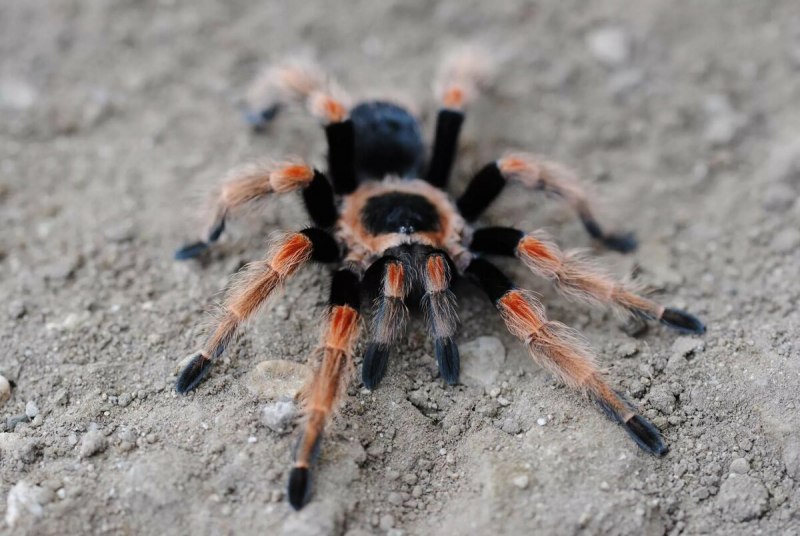 Poecilotheria Metallica паук