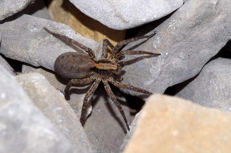 Тарантул Lycosa Narbonensis