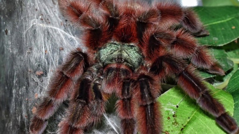 Паук птицеед Grammostola rosea