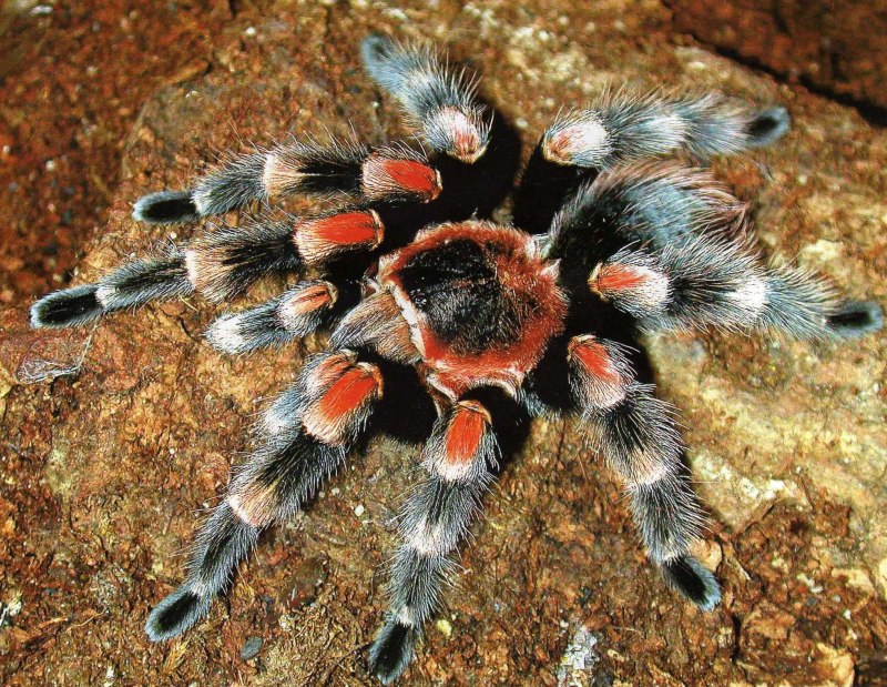 Тарантул Lycosa Narbonensis