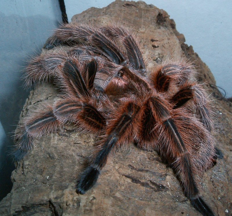 Megaphobema mesomelas