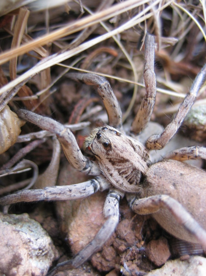 Самец Poecilotheria fasciata