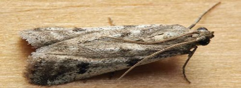 Acleris bergmanniana