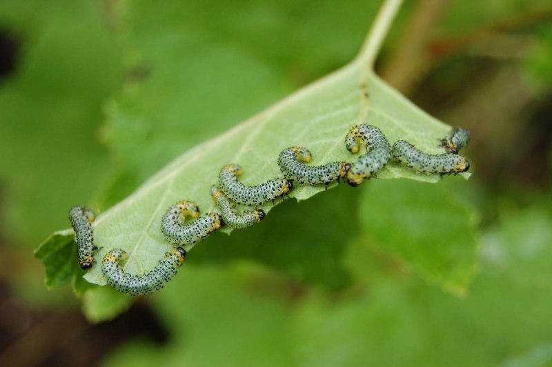 Семейство огневки Pyralididae