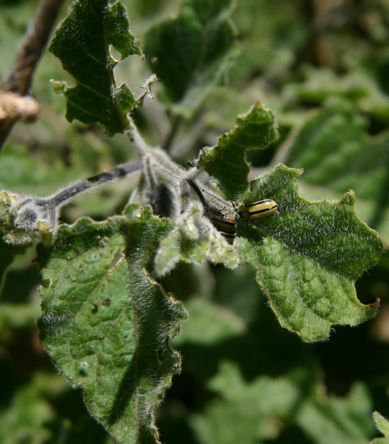 Огневка Крыжовниковая Zophodia convolutella