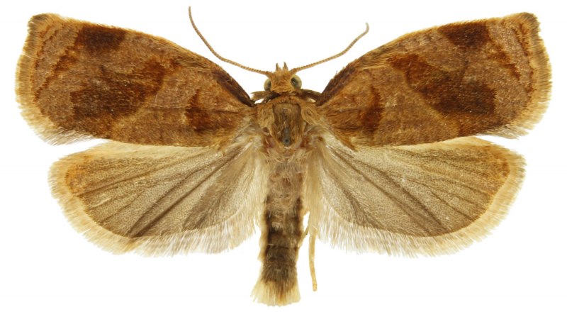 UDEA ferrugalis